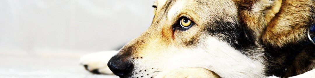 header-13
